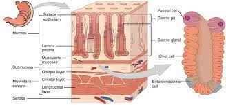 gastric mucus ion regulation