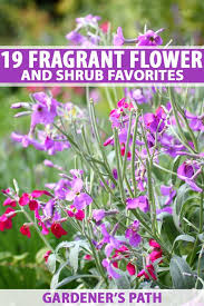 Best Fragrant Flowers And Shrubs