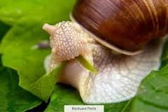 what-plants-do-snails-eat