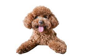 miniature poodle character ownership