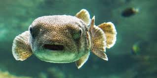 The pufferfish is one of few animals which is capable of changing its shape. Toxin From A Dangerous Fish Delicacy The Scientist Magazine