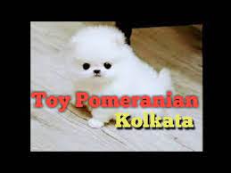 dogs in kolkata toy pom