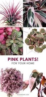 Pink Leaf Houseplants