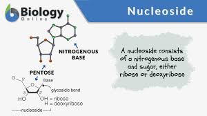 nucleoside definition and exles