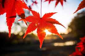 red maple leaf in selective focus
