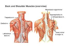 For more videos, blogs and online courses visit. Anps Anatomy Physiology Joints Muscles And Movement Ii