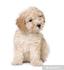 sticker dog apricot toy poodle puppy