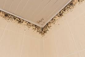 8 potential health issues caused by mold