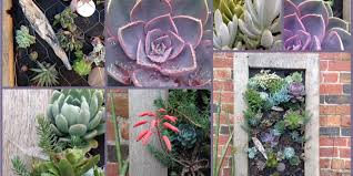 How To Make A Succulent Wall Planter