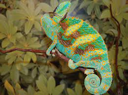 baby veiled chameleons