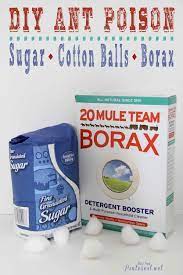 get rid of ants with borax and sugar