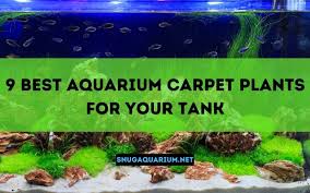 aquarium carpet plants for your tank