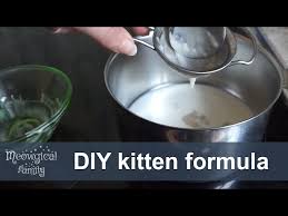 homemade kitten formula you