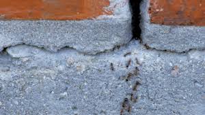 how to get rid of ants on brick patio
