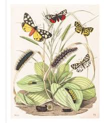 Instant Wall Art Erfly Botanical