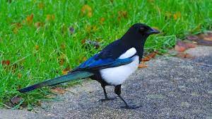 how to get rid of magpies keep them