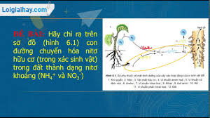Hãy chỉ ra trên sơ đồ (hình 6.1) con đường chuyển hóa nitơ hữu cơ (trong  xác sinh vật) trong đất thành dạng nitơ khoáng (NH4+ và NO3-)
