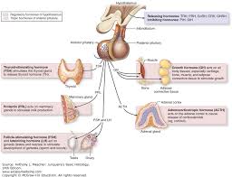 Endocrine Glands Junqueiras Basic Histology 14e