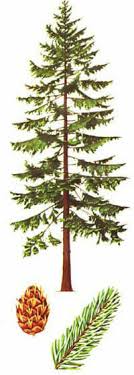 douglas fir green timbers heritage