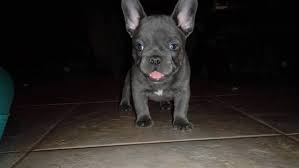Puppyfinder.com is your source for finding an ideal french bulldog puppy for sale near los angeles, california, usa area. Puppy Scam Victim Warns Others Looking For Pets Online Whas11 Com