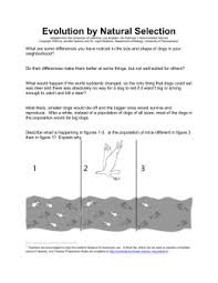 Free essays, homework help, flashcards, research papers, book reports. Evolution And Natural Selection Worksheet Answers Evolution And Natural Selection 7th Grade