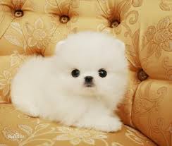 desktop pomeranian dog screensaver 1 1