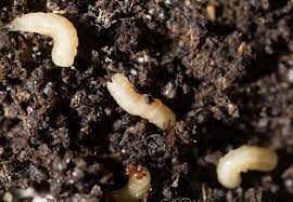 Get Rid Of Tiny White Bugs In Soil