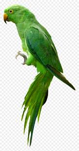 parrot png images hd transpa png vhv