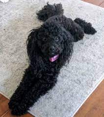 toy poodle in wollongong region nsw