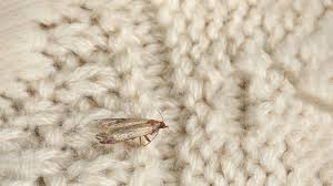 clothes moths treatment auckland