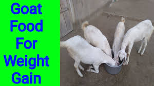 How To Feed Goat Goat Feed For Weight Gain Best Goat Feed Baby Goat Food Goat Food