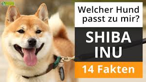 ɕiba inɯ) is a breed of hunting dog from japan. Ist Ein Shiba Inu Der Richtige Hund Fur Mich 14 Fakten Uber Shiba Inus Youtube