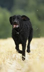 This sounds delightful, but does require patience and. 120 Curly Coated Retriever Ideas Curly Coated Retriever Retriever Dogs