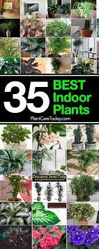 35 Of The Best Indoor Plants For Your