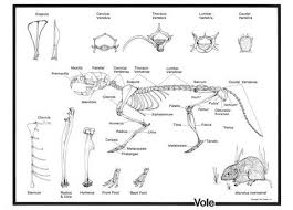 Vole Skeleton Chart Pellets Inc Owl Pellets Skeleton