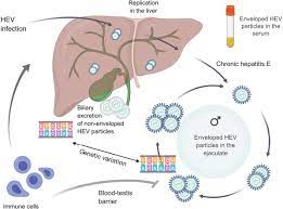 Hepatitis E virus persists in the ...