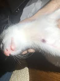 A more serious form of mast cell tumors exists in cats known as the visceral form where the intestines or spleen is affected without any tumors on the skin. Mast Cell Tumor Symptoms The Modern Ferret