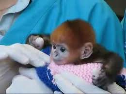 oh my this baby monkey is so cute