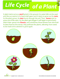 Check out 'jumbled body parts', our free science worksheet for 1st grade! Parts Of A Plant Lesson Plan Education Com Lesson Plan Education Com