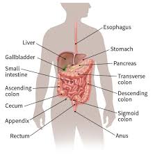 Unexplained, persistent nausea or vomiting. What Is Colorectal Cancer How Does Colorectal Cancer Start