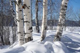 Birch Trees Winter Images Browse 152