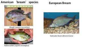 Perch Bream And Sunfish Whats The Difference The