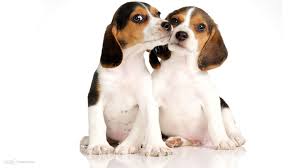 Two black puppies and a gray striped kitten with red bows. Free Download Beagle Puppy On A White Background Wallpapers And Images Wallpapers 1920x1080 For Your Desktop Mobile Tablet Explore 40 Beagle Puppies Wallpaper Beagle Wallpaper Border Funny Beagle Wallpaper