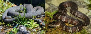 14 types of snakes that live in