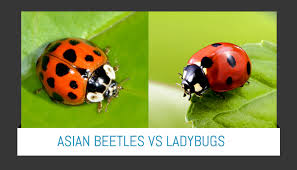 ladybugs and asian beetles