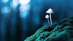 After 24 hours, psilocybin becomes undetectable in a person's urine. Magic Mushrooms Can Reset Depressed Brain Bbc News