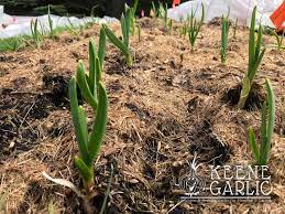 Planting Garlic In The Spring Keene