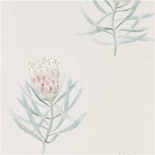 Garden Wallpapers Protea Flowers 216330