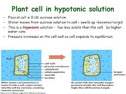 A flaccid plant cell is not swollen and its cell membrane does not press against the cell wall tightly. Roots And Structure Chapter 7 Roots The Main