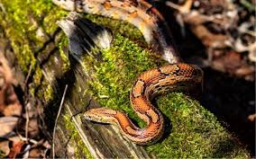 10 best snake as pet the barnyard